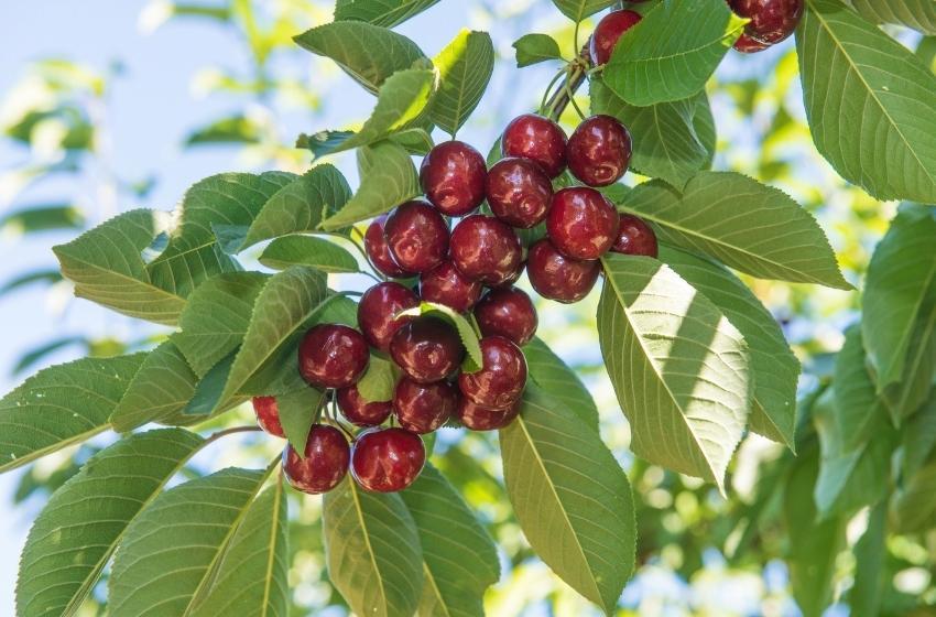 Equipo U. Mayor se adjudica millonario fondo para estudiar la adaptación de los cerezos al cambio climático