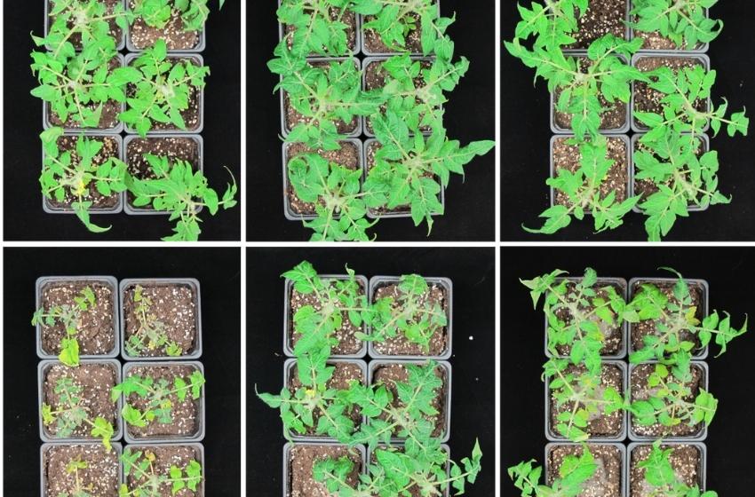 Científicos crean empresa de I+D para desarrollar soluciones biotecnológicas basadas en hongos