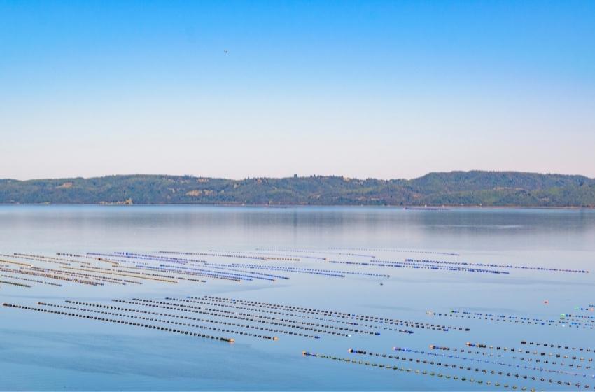 Investigadores U. Mayor desarrollarán tecnología para disminuir el uso de antibióticos en la industria salmonera